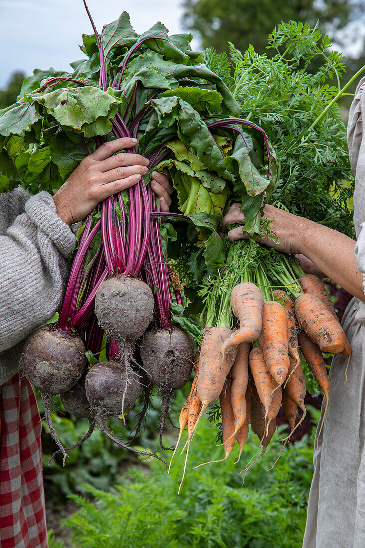 Harvested beetroot and carrots held in hands