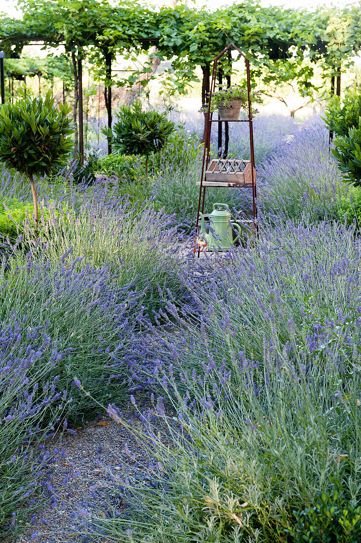 Kiesweg gesäumt von blühendem Lavendel (Lavandula)