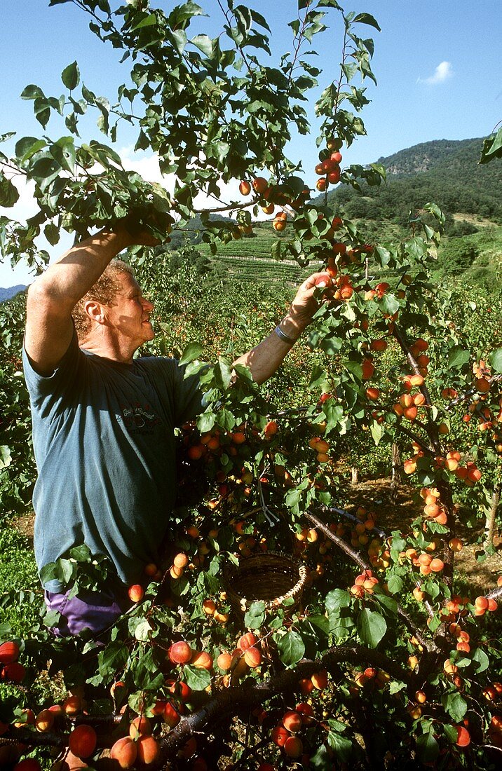 Mann bei der Aprikosenernte in Niederösterreich (Wachau)