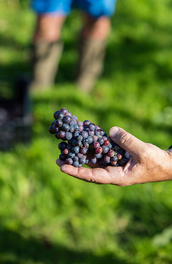 Hand holding freshly picked red wine grapes