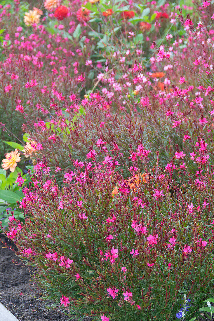 Gaura lindheimeri Gaudi Red