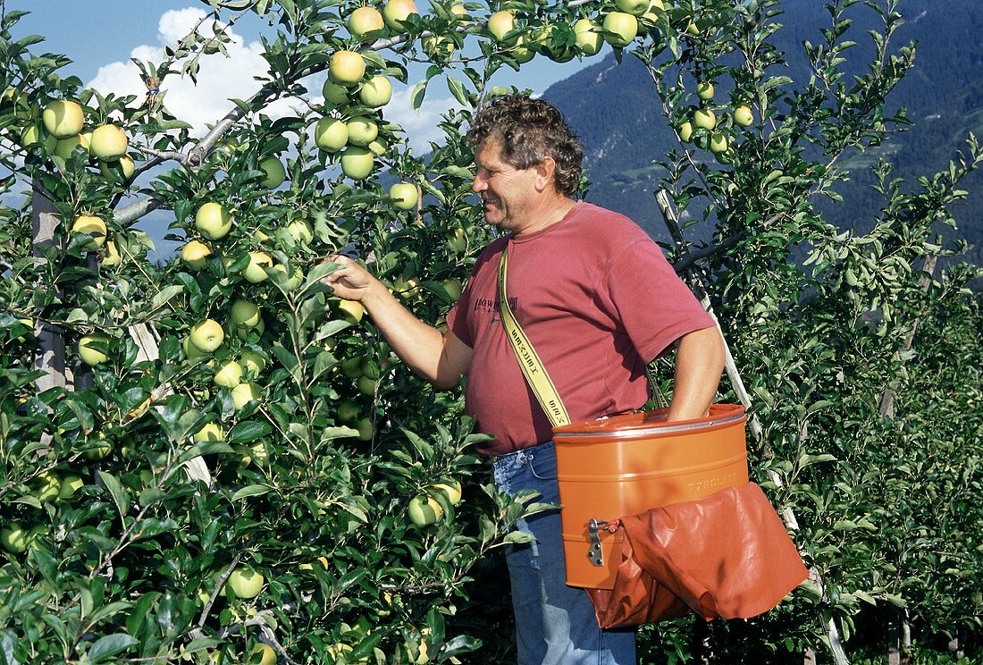 Mann bei der Apfelernte in Südtirol