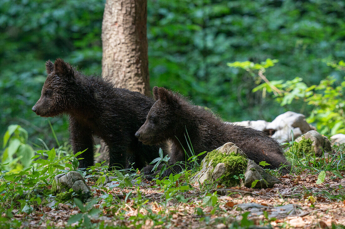 Eurasian brown bear cubs
