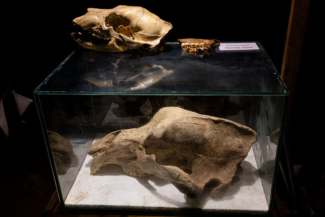 Skulls of a Eurasian bear and a cave bear