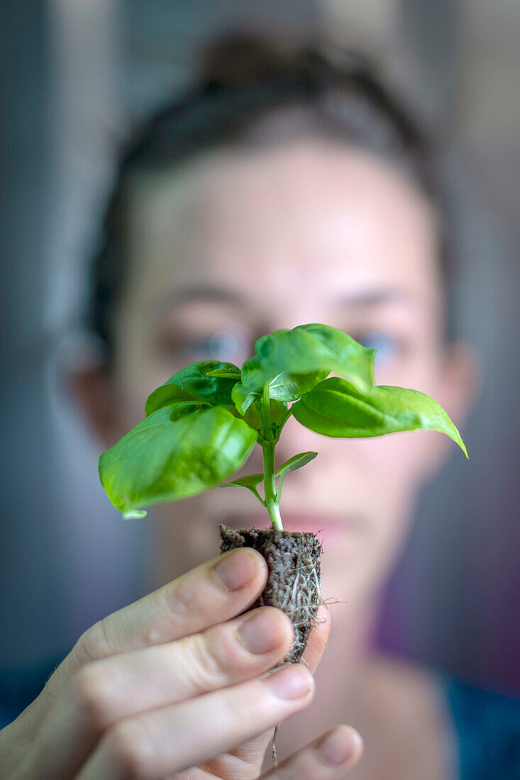 Farmer holding a basil plant