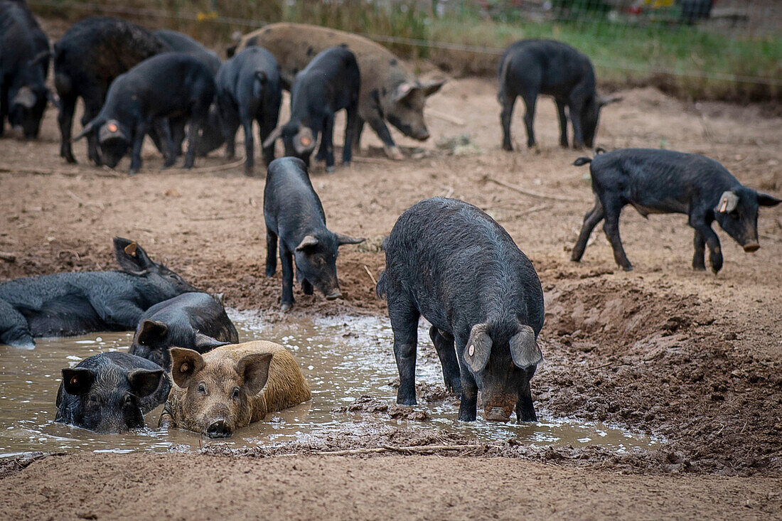 Royal Jabali pigs
