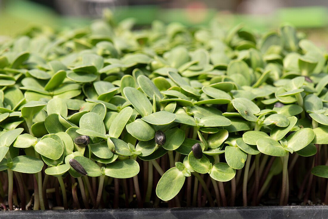 Bed of sunflower sprouts