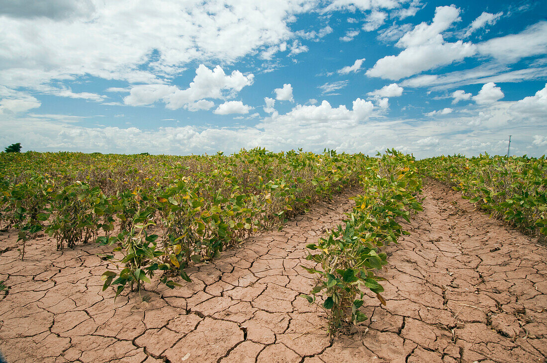 Soybeans affected by drought