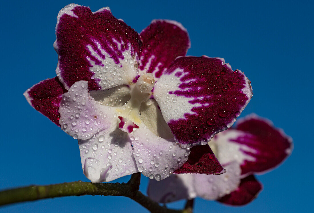 Orchid (Dendrobium nobile) flowers
