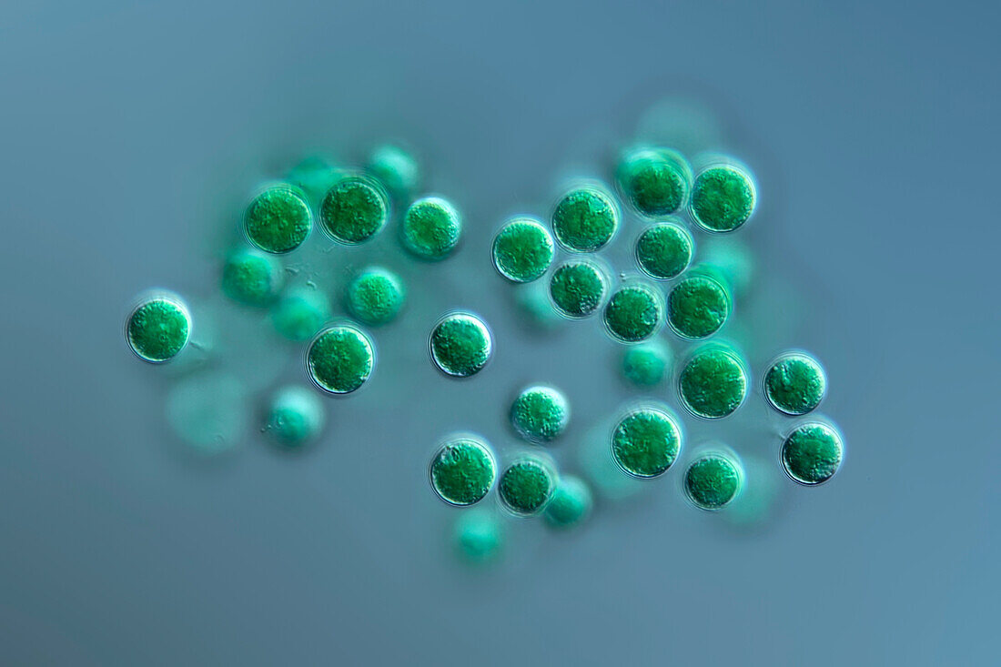 Porphyridium sordidum algae, light micrograph