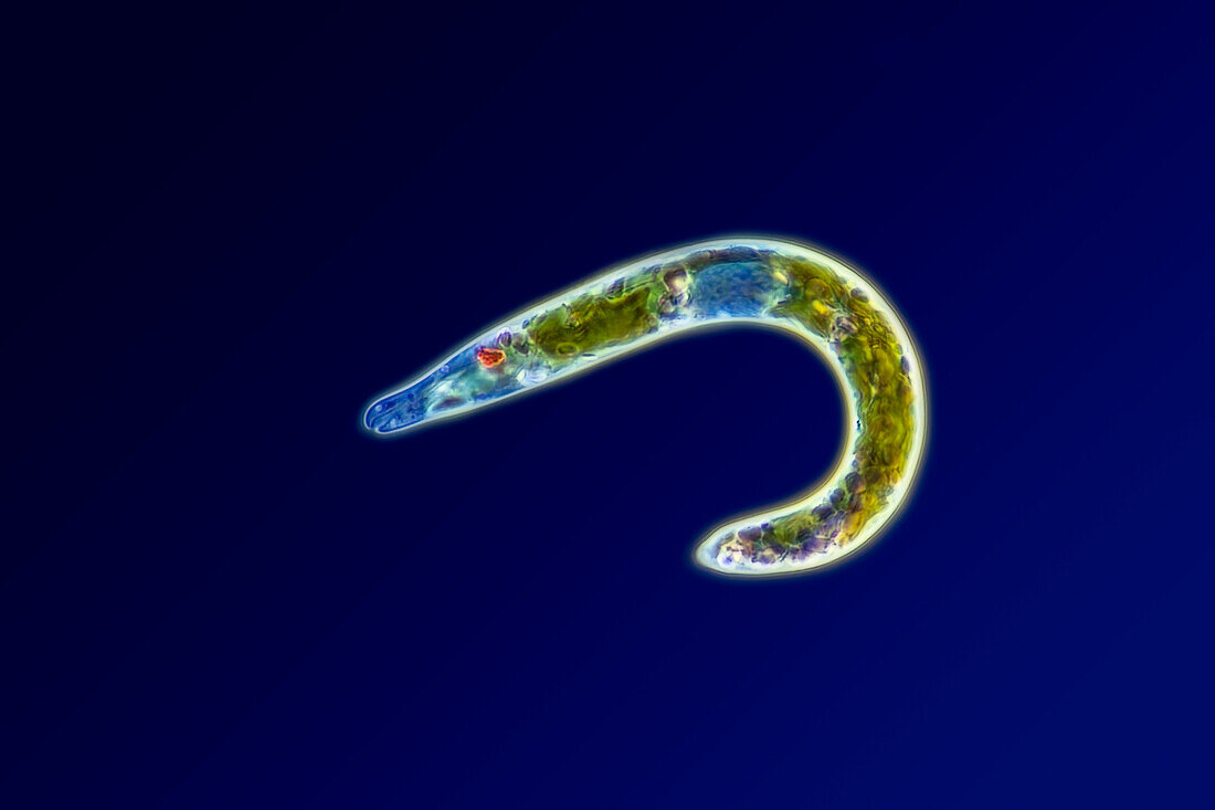 Euglena mutabilis alga, light micrograph