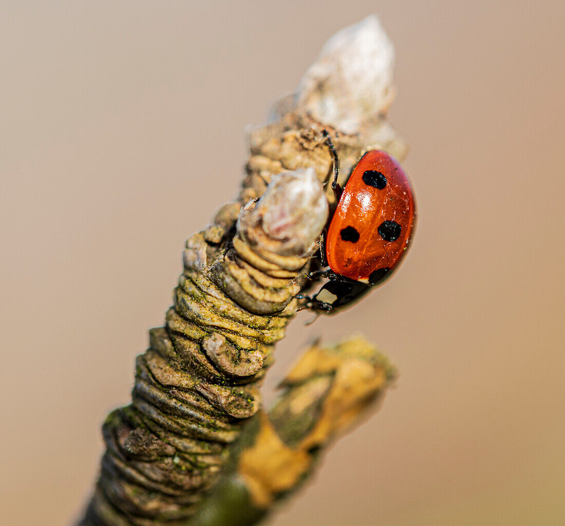 Ladybird on a Laburnum twig