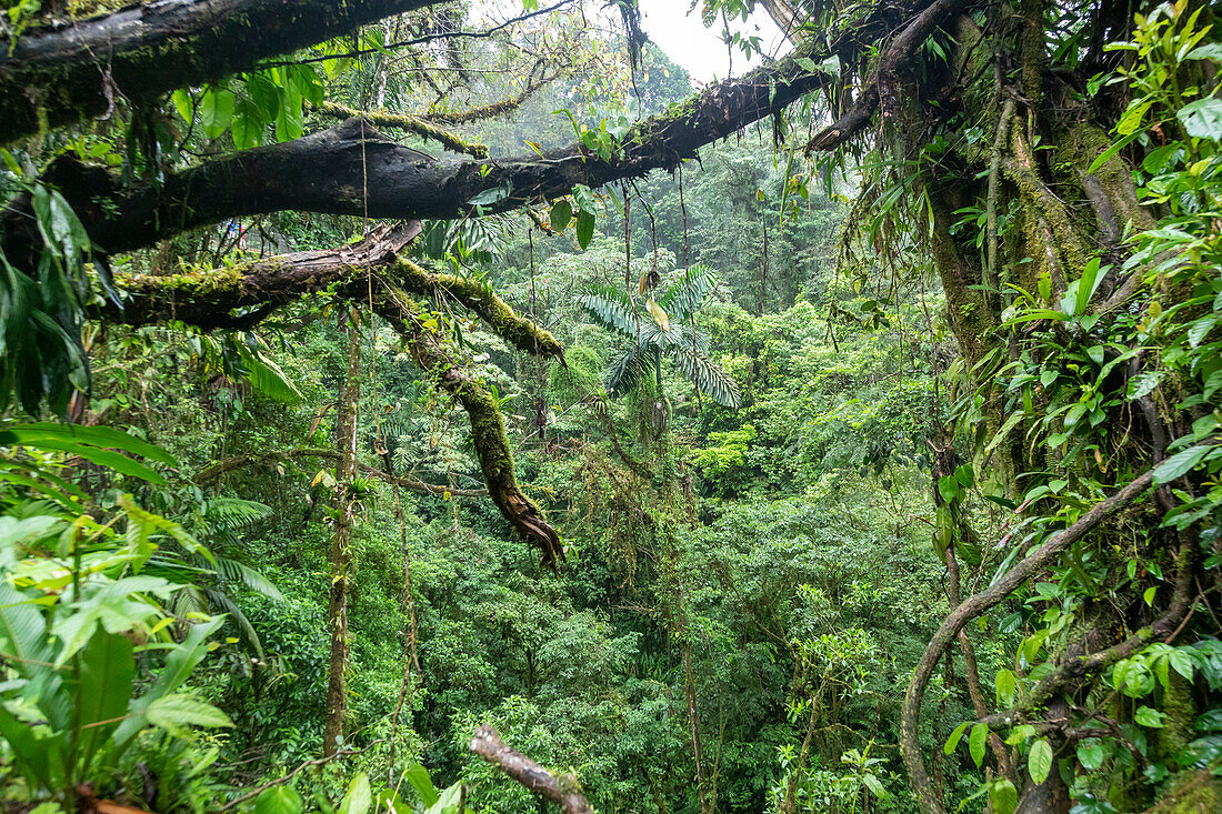 Tree canopy in Mistico Park, Costa Rica