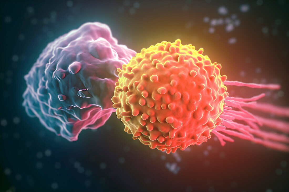T cell attacking cancer cell, illustration