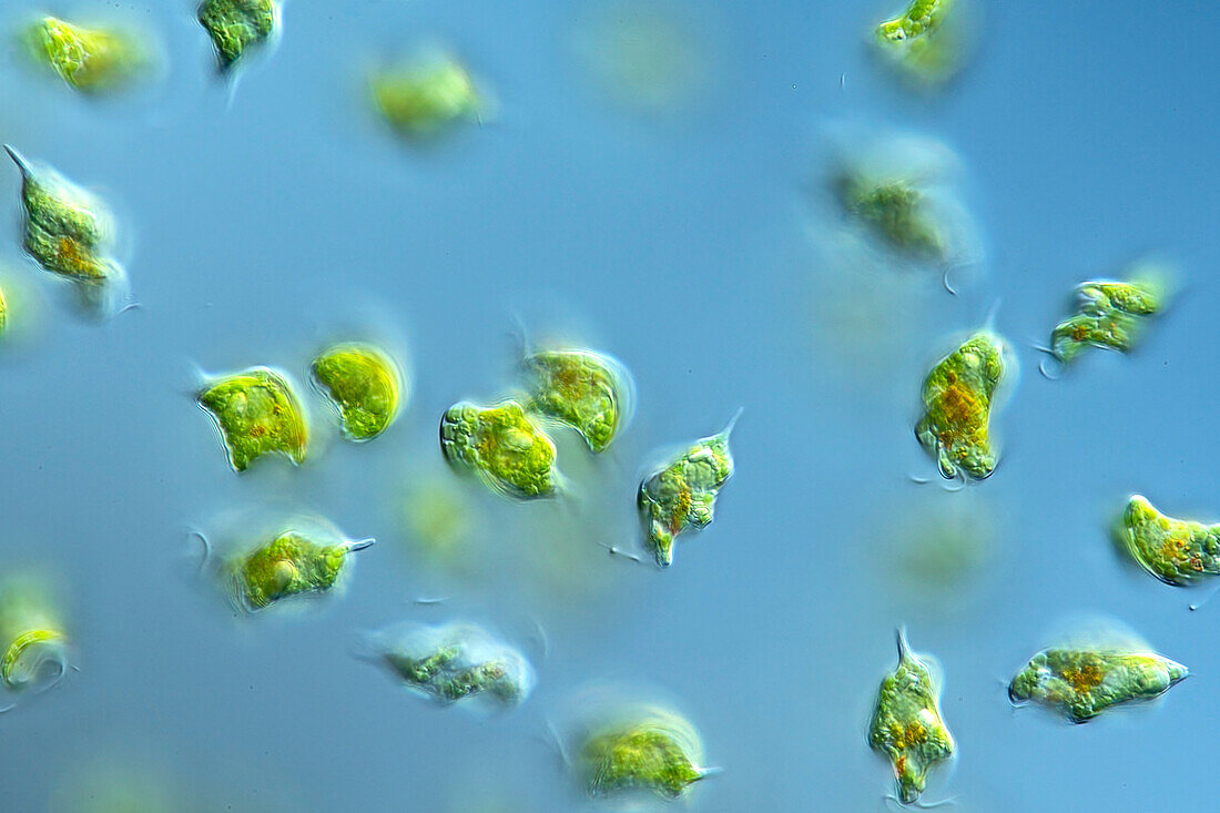 Phacus smulkowskianus algae, light micrograph
