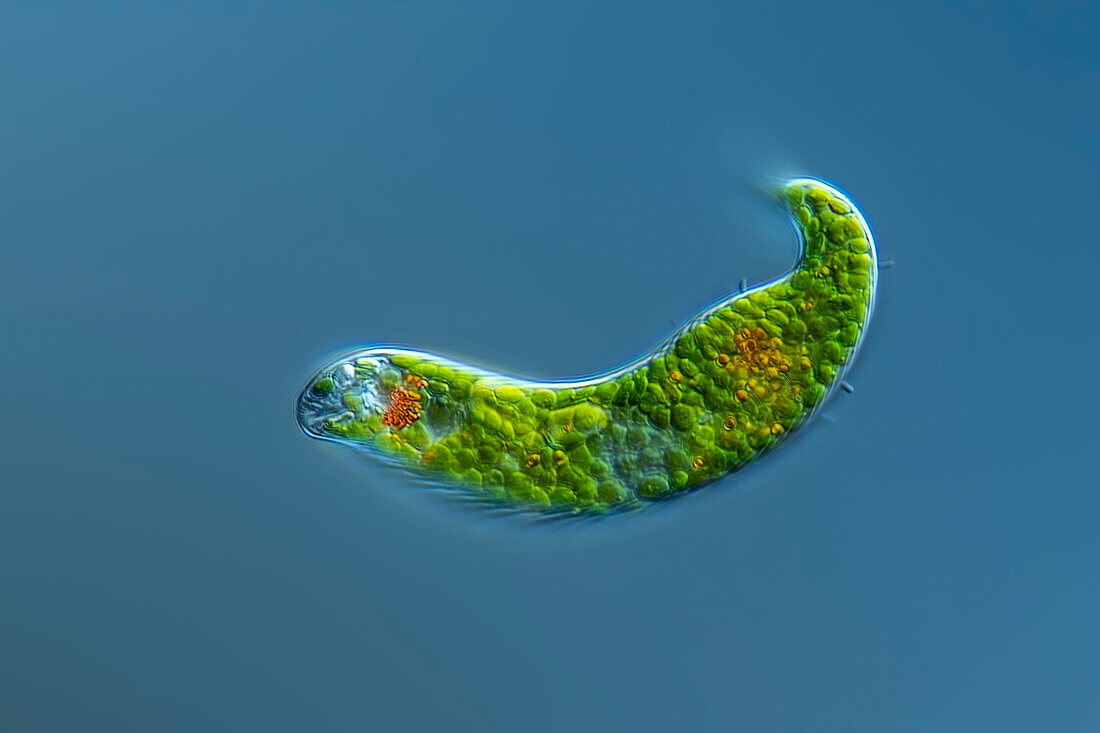 Lepocinclis alga, light micrograph