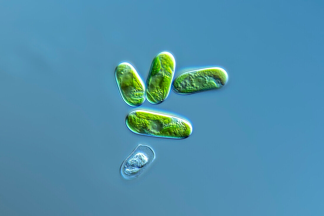 Spirogloea muscicola algae, light micrograph