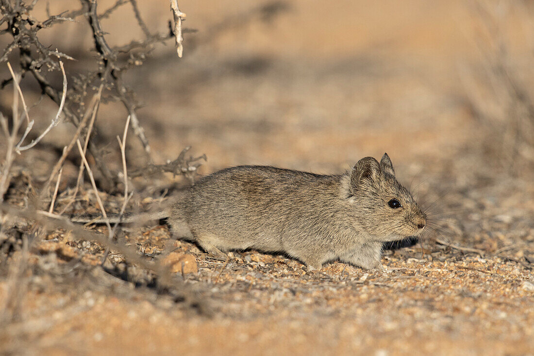 Bush Karoo rat foraging