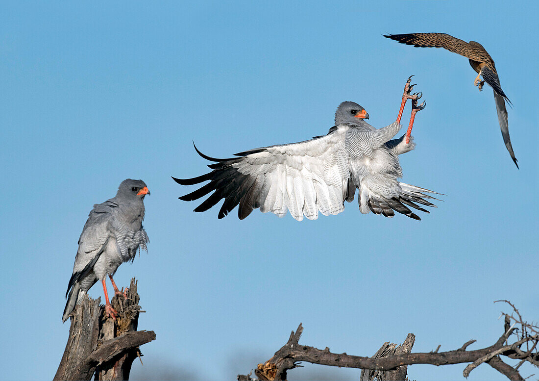 Pale chanting goshawks being mobbed by a greater kestrel