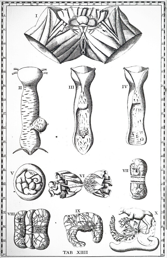 Vagina and placenta, 18th century illustration