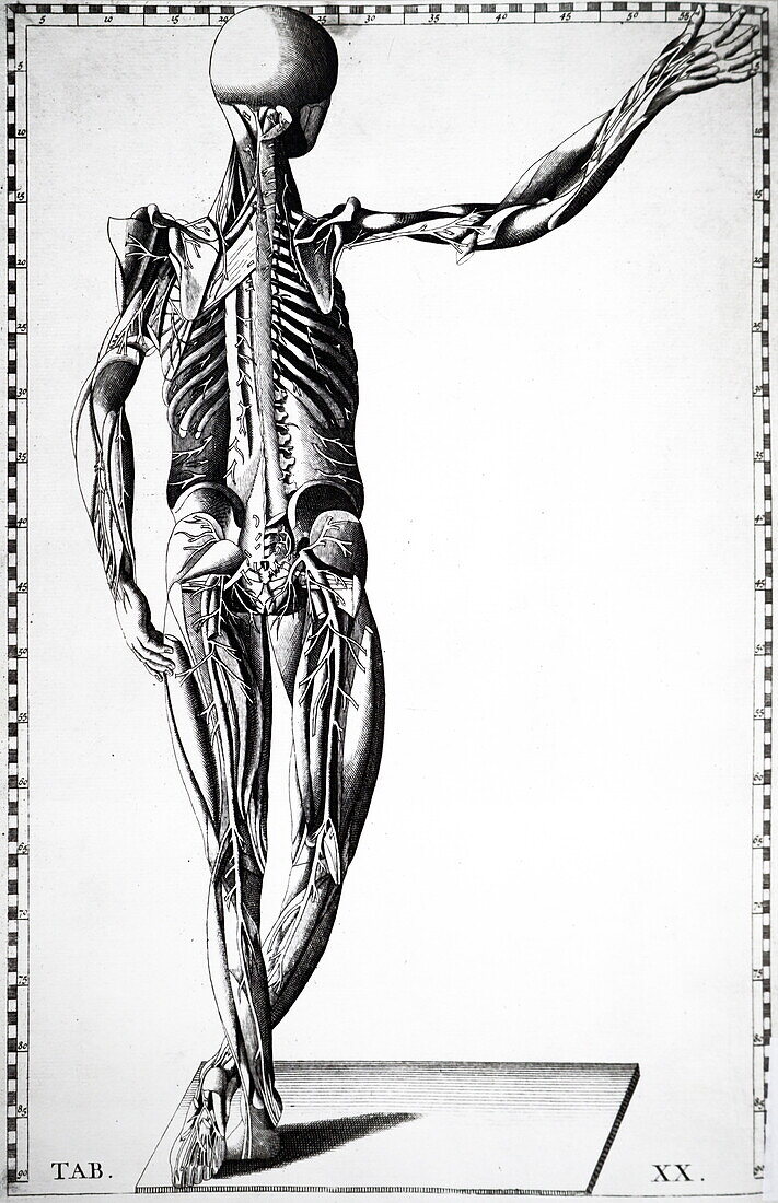Human nerves, 18th century illustration