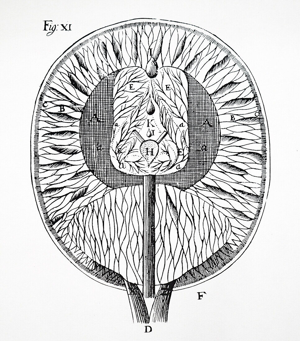 Human brain by Descartes, 17th century illustration