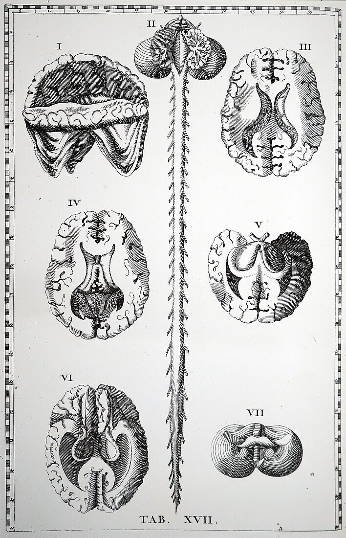 Brain and spinal chord, 18th century illustration