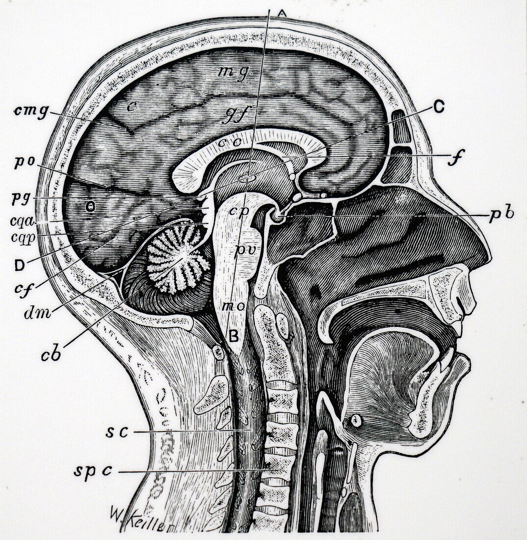 Human head and neck, illustration