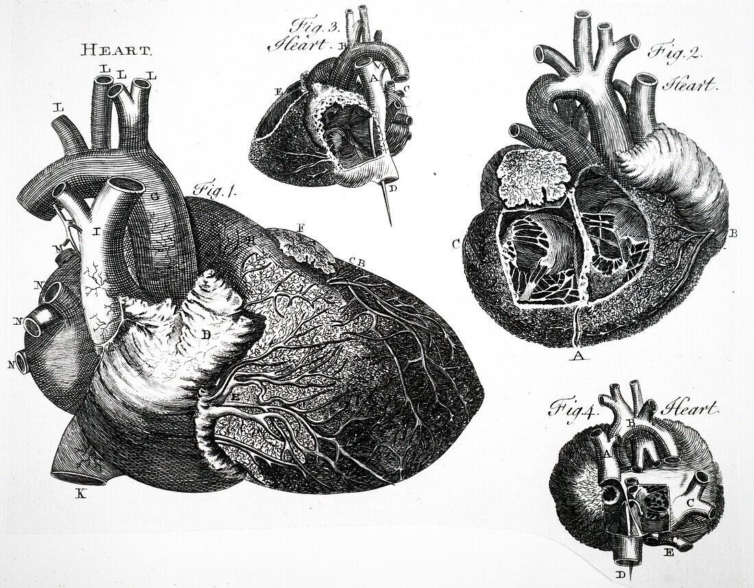 Human heart, 18th century illustration
