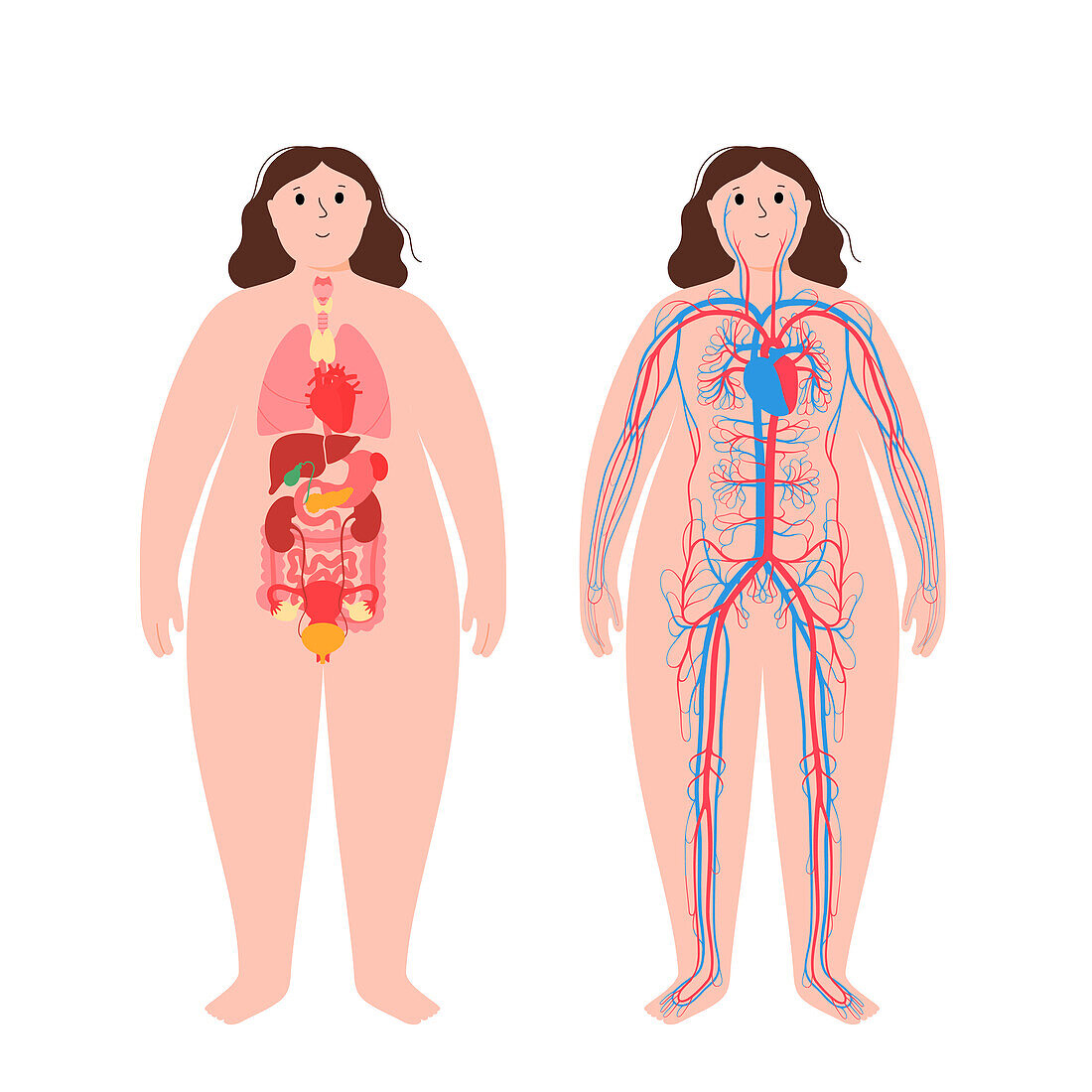 Organs and cardiovascular system, illustration