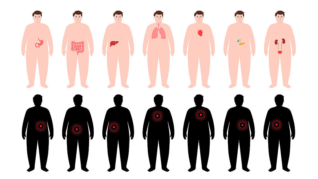 Human organs, illustration