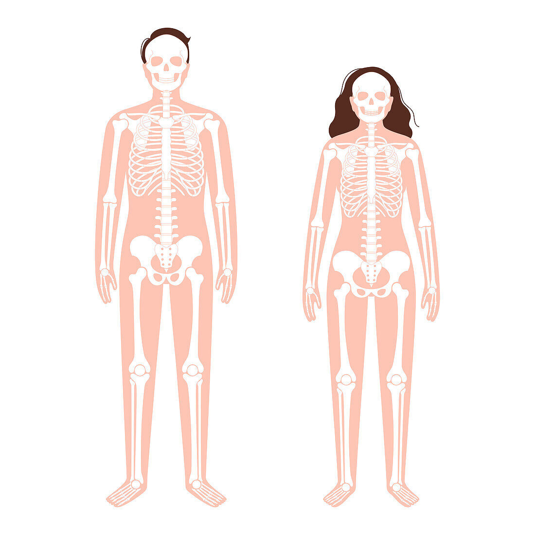 Skeleton, illustration