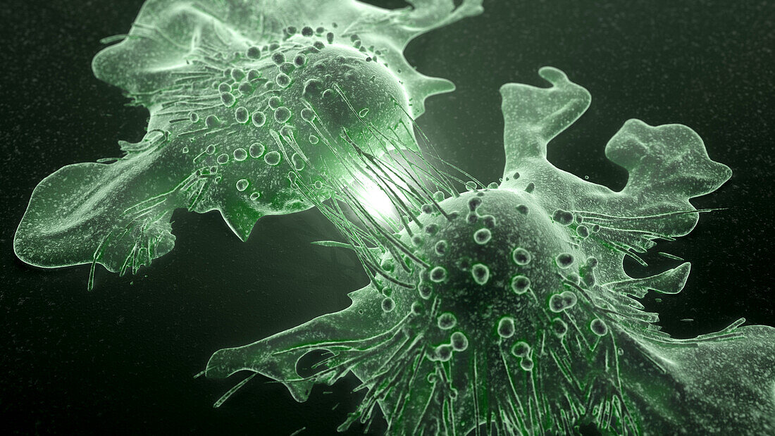 Cancer cells dividing, illustration