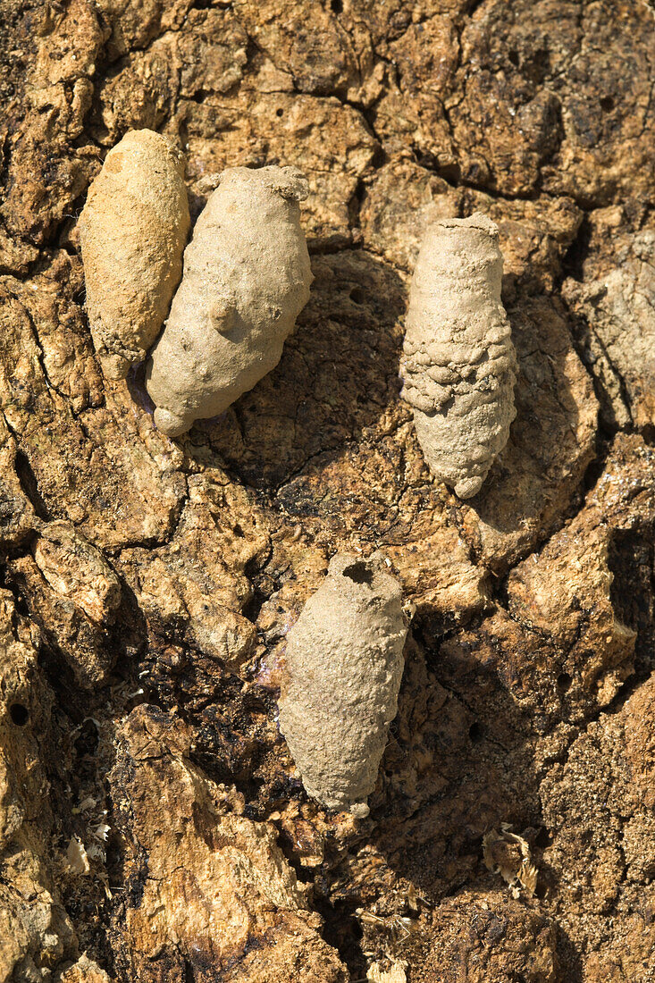 Asian mud-daub wasp nest cells