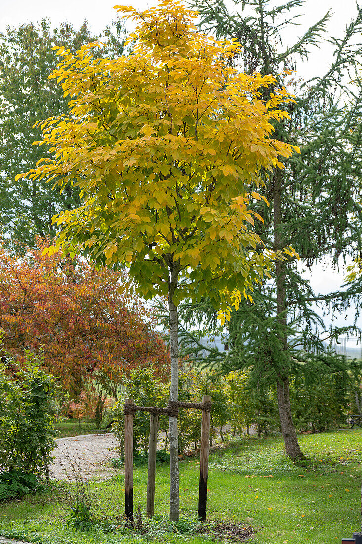 Ahornbaum (Acer) in herbstlichem Park