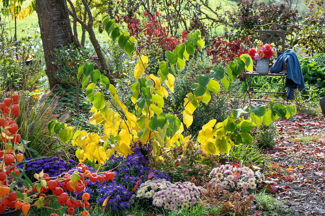 Judas tree (Cercis), large-flowered abelia (Abelia Grandiflora), cushion aster (Aster dumosus), lantern flower (Physalis alkekengi), autumn chrysanthemum, in autumn garden