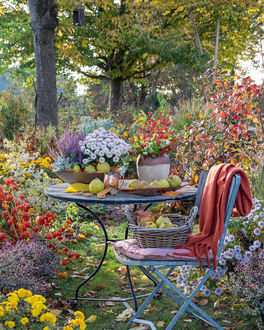 Autumnal cottage garden with autumn asters, autumn chrysanthemums (Chrysanthemum), lampion flower (Physalis alkekengi), garden table with fruits