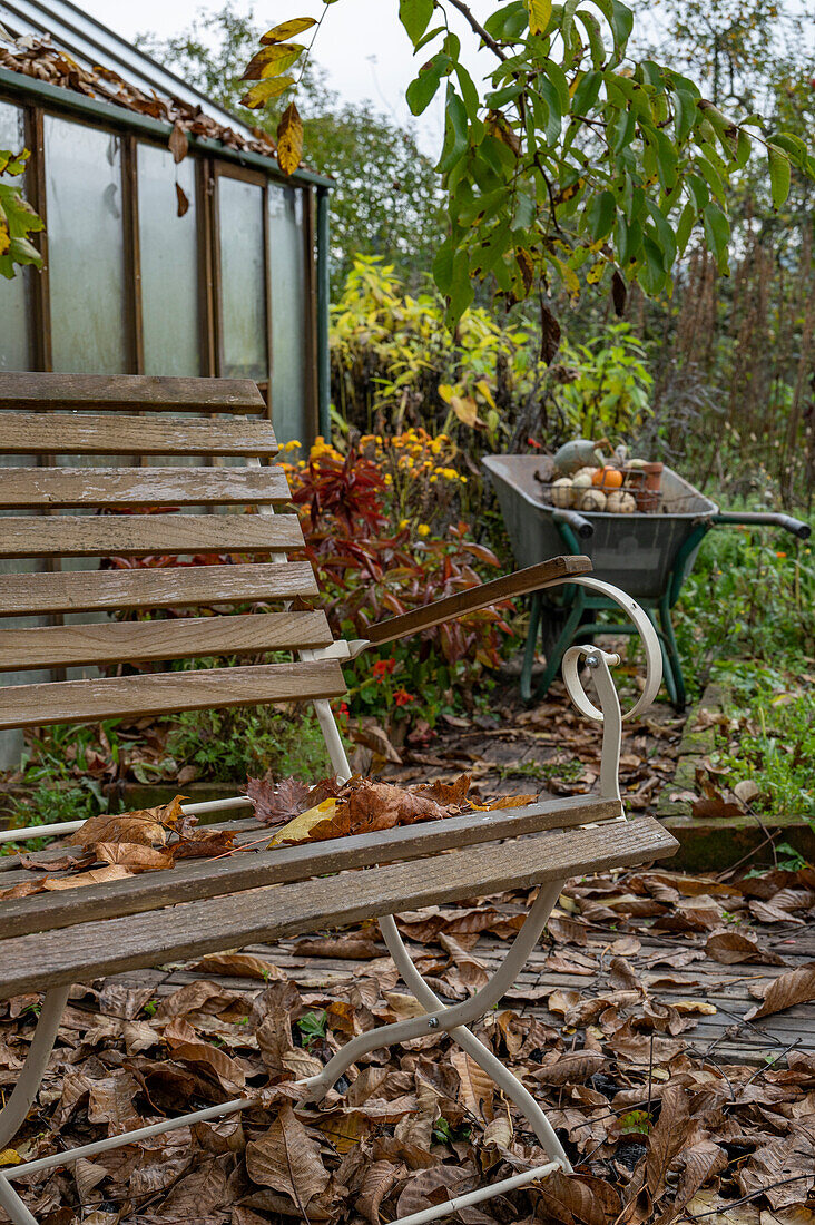 Garden bench in autumnal garden in front of greenhouse