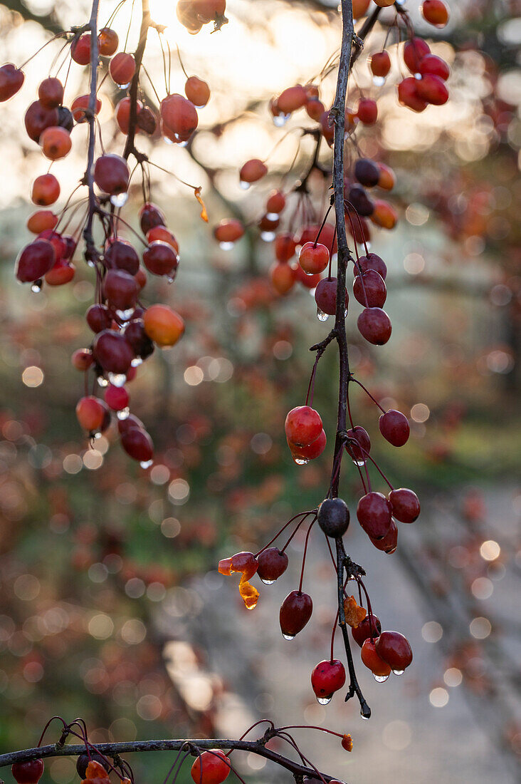 Zweige eines Zierapfelbaumes mit Wassertropfen auf den Früchten