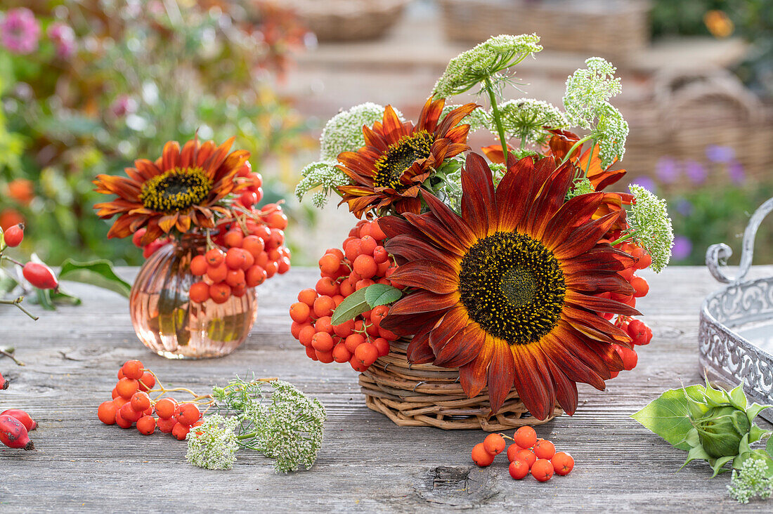 Bouquet on patio table with sunflower 'Velvet Queen', rowan berries, carrot (Ammi majus)