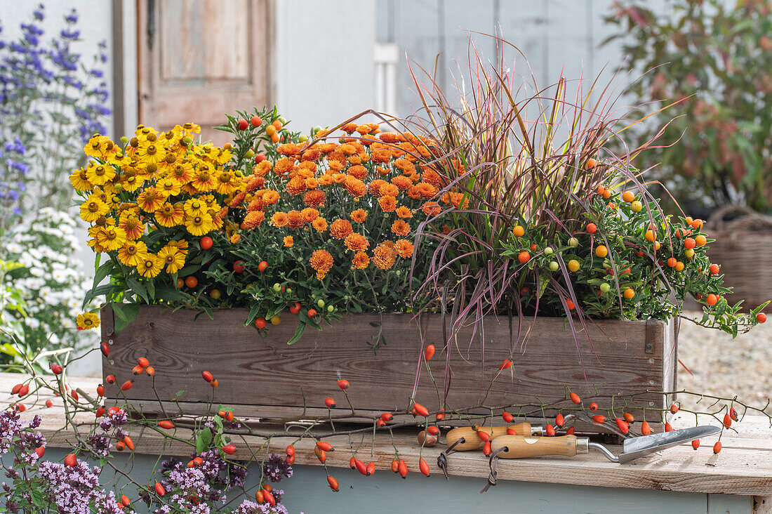 Blumenkasten auf der Terrasse mit Sonnenbraut (Helenium), Chrysanthemen (Chrysanthemum), Korallenstrauch (Solanum pseudocapsicum), Federborstengras 'Rubrum' (Pennisetum setaceum)