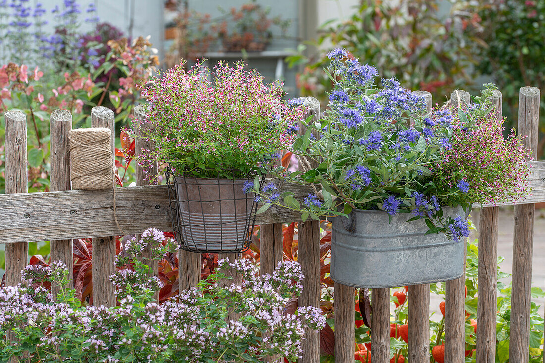 Flower pots hanging on fence with quiver flower (Cuphea ramosissima) 'Cuphoric Pink', beard flower 'Heavenly Blue' (Caryopteris) and oregano