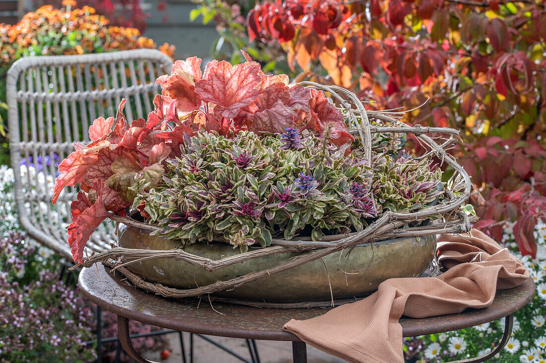 Flower bowl in autumn on patio table with creeping günsel (Ajuga reptans), purple bellflower (Heuchera), clematis vine