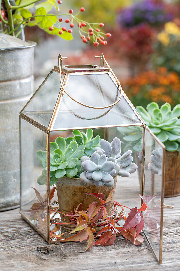Lantern with flower decoration, echeveria, moonstone plant (Pachyphytum oviferum), maidenhair vine (Parthenocissus)