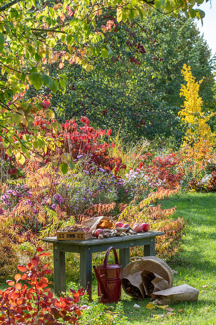 Harvested fruits on bench in front of autumn flowerbed with marsh spurge (Euphorbia palustris), cushion aster, autumn anemones, Japanese snowball (Viburnum plicatum) in the garden