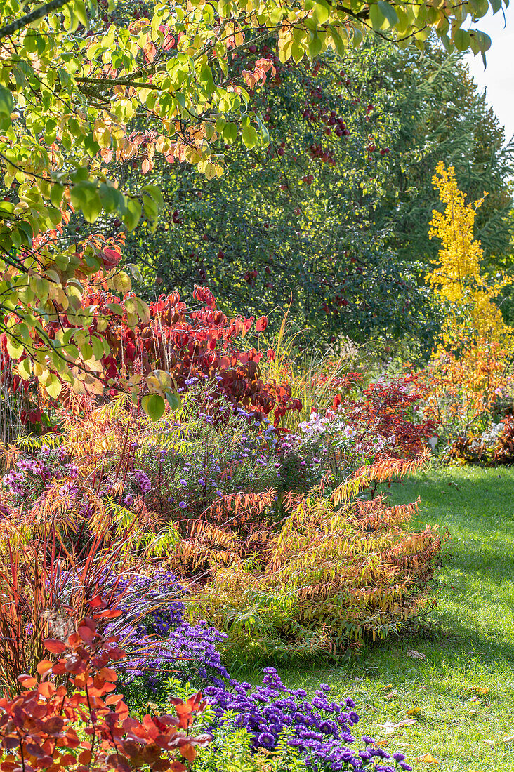 Autumn flowerbed with marsh spurge (Euphorbia palustris), cushion aster (Aster dumosus), autumn anemones, Japanese snowball (Viburnum plicatum) in the garden