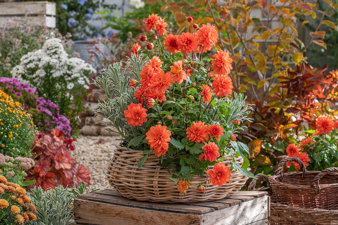 Flowerpot with dahlias 'Ascot Rainbow' (Dahlia) in garden in front of autumn flower bed