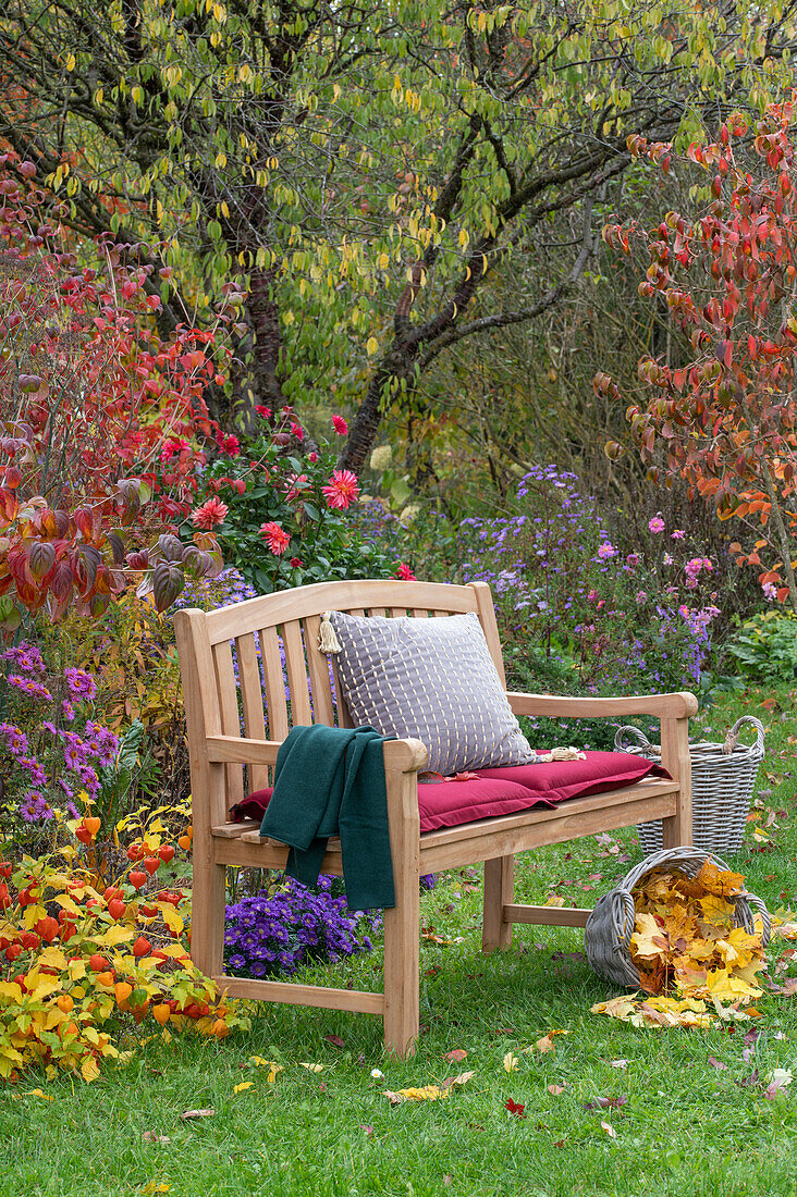 Garden bench in front of a flowerbed with cushion asters (Aster dumosus), dahlias and lampion flower (Physalis alkekengi)