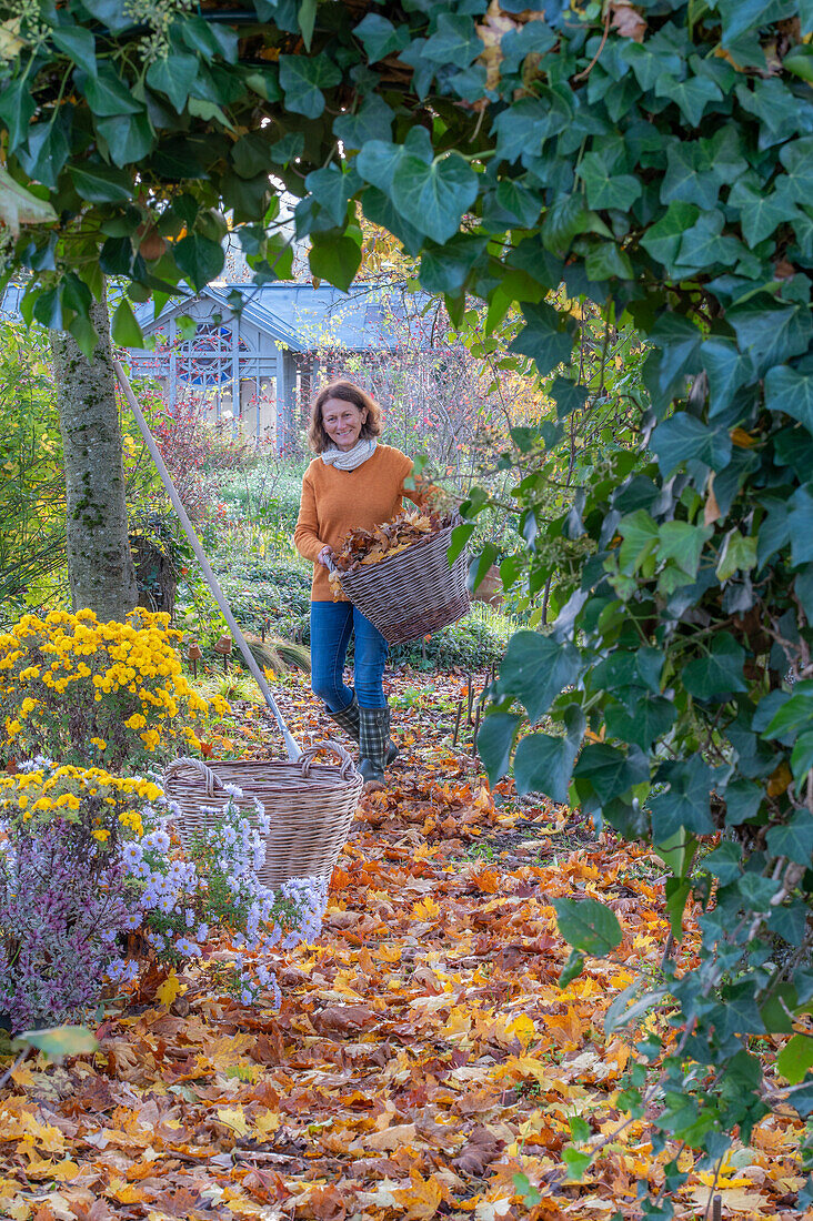Frau bei der Gartenarbeit im Herbst, Herbstchrysanthemen (Chrysanthemum) und Hedera (Efeu)