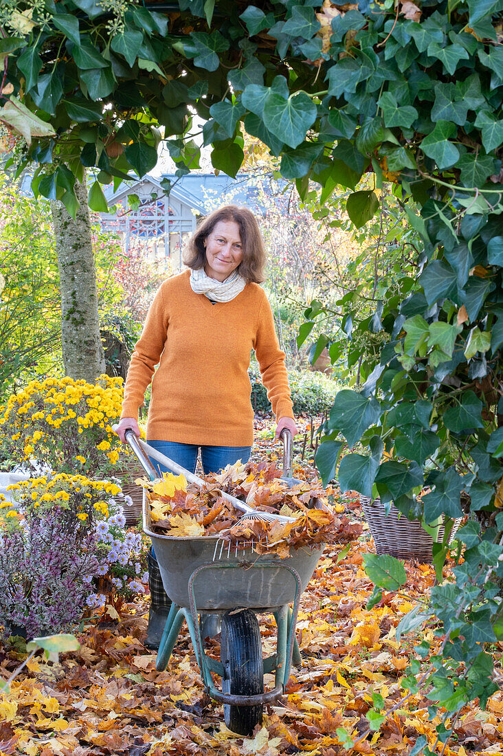 Frau bei der Gartenarbeit im Herbst, Herbstchrysanthemen (Chrysanthemum) und Hedera (Efeu)